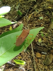 Anasa bellator