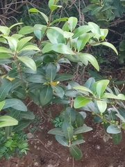 Phillyrea latifolia media