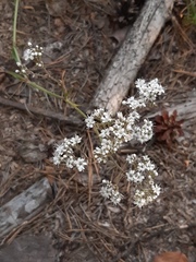 Gypsophila fastigiata
