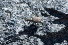 Ophryastes argentatus