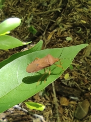 Anasa bellator