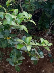 Phillyrea latifolia media