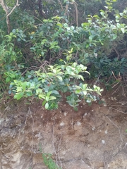 Phillyrea latifolia media