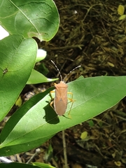 Anasa bellator