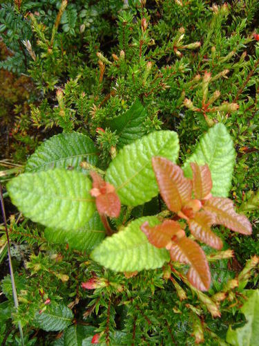 Weinmannia rollottii (Weinmannia rollottii)