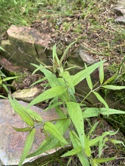 Melampyrum sylvaticum