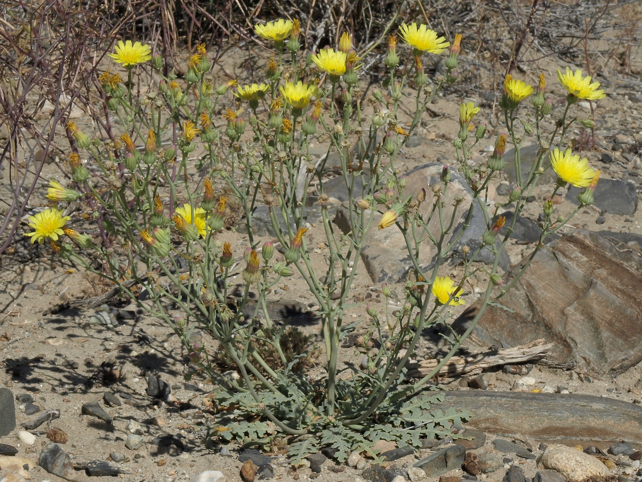 Malacothrix sonchoides