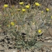 Malacothrix sonchoides - Photo (c) Jim Morefield,  זכויות יוצרים חלקיות (CC BY), uploaded by Jim Morefield