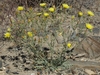Sowthistle Desert Dandelion - Photo (c) Jim Morefield, some rights reserved (CC BY), uploaded by Jim Morefield