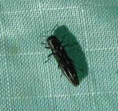 Agrilus obsoletoguttatus