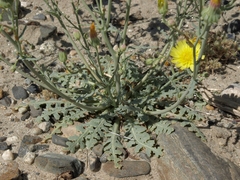 Malacothrix sonchoides