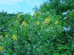 Crotalaria micans