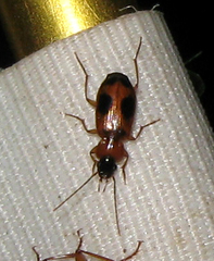 Badister neopulchellus