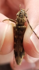 Elytrimitatrix undata