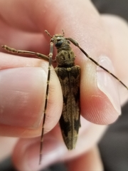 Elytrimitatrix undata