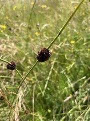 Juncus conglomeratus