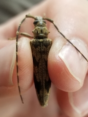 Elytrimitatrix undata