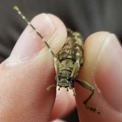 Elytrimitatrix undata