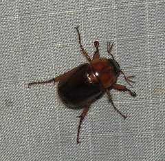 Cyclocephala borealis
