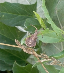 Coreus marginatus