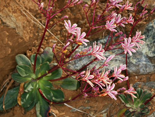 Lewisia cotyledon var. cotyledon
