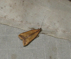 Dichomeris heriguronis