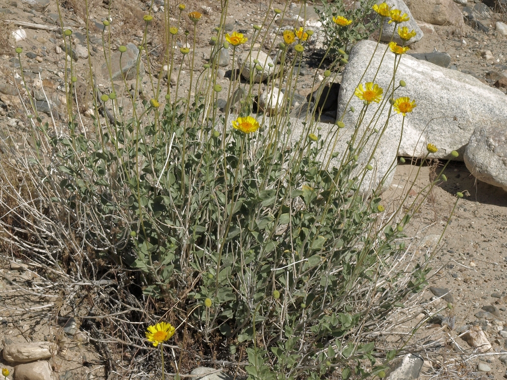 Acton Brittlebush (Carrizo Plains Plant Checklist) · iNaturalist
