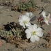 California Evening Primrose - Photo (c) Jim Morefield, some rights reserved (CC BY), uploaded by Jim Morefield