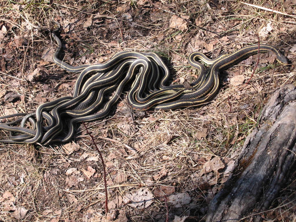 Red-sided Garter Snake from Salt R Day Use, Wood Buffalo NP, AB, Canada ...