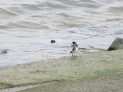 Motacilla alba lugens