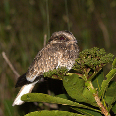 Eleothreptus candicans