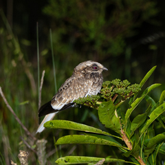 Eleothreptus candicans