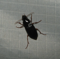 Harpalus pensylvanicus