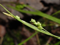 Carex digitalis