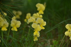 Viola calcarata