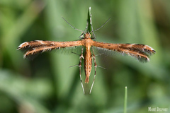 Stenodacma wahlbergi