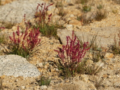 Rumex paucifolius