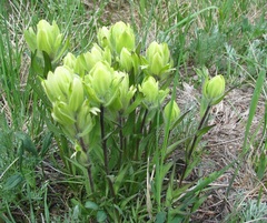 Castilleja septentrionalis