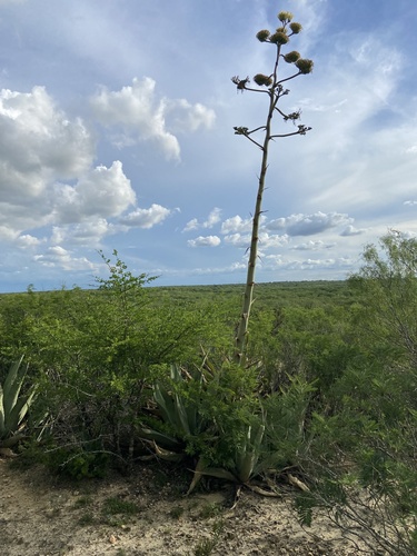 Agave asperrima