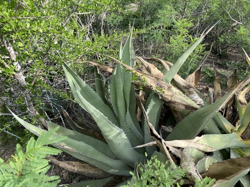 Agave asperrima
