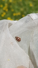 Oenopia conglobata
