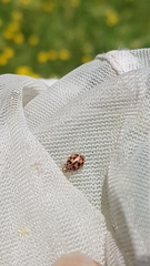Oenopia conglobata