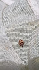 Oenopia conglobata