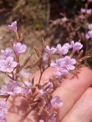 Limonium spathulatum