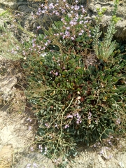 Limonium spathulatum image