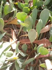 Limonium spathulatum image