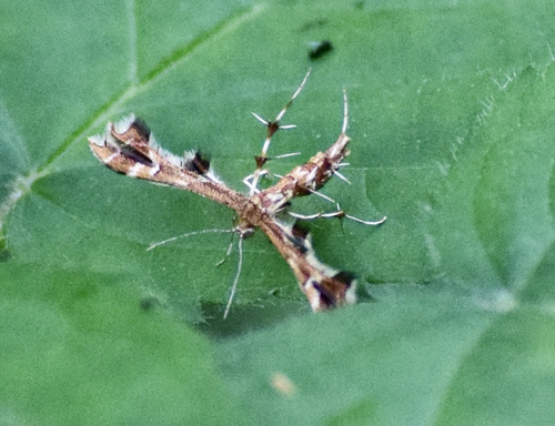 Grape and Sheppard's Plume Moths photo 4