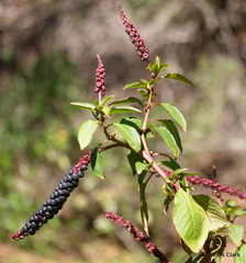 Phytolacca heterotepala