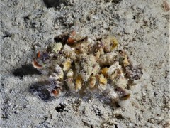 Camposcia retusa