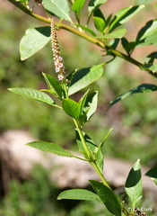 Phytolacca heterotepala